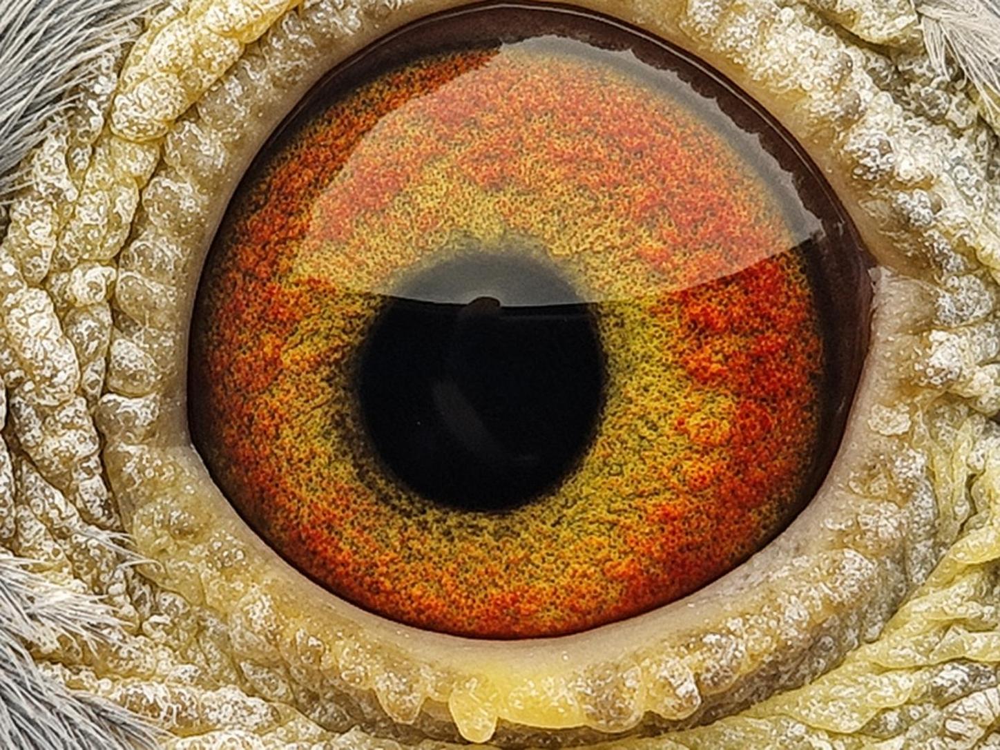 Pigeon eye